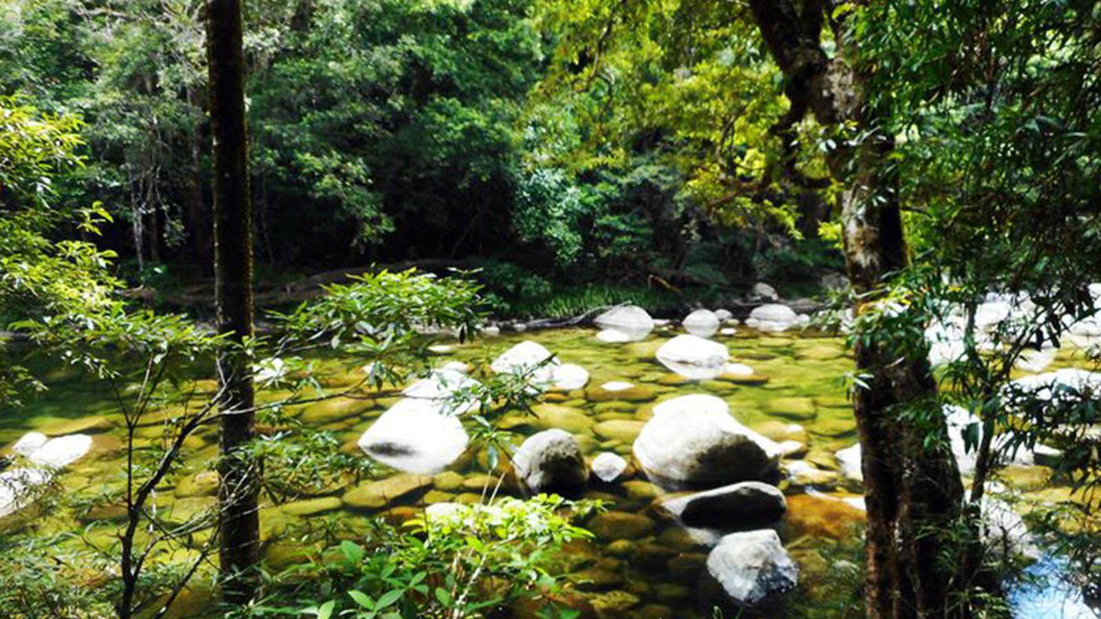 Discover the Beauty of Mossman Gorge Tours: A Family-Friendly Adventure in the Daintree